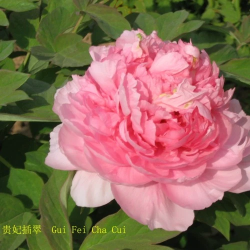 Guifei Chacui Peony