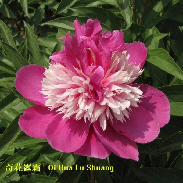 Qihualushuang