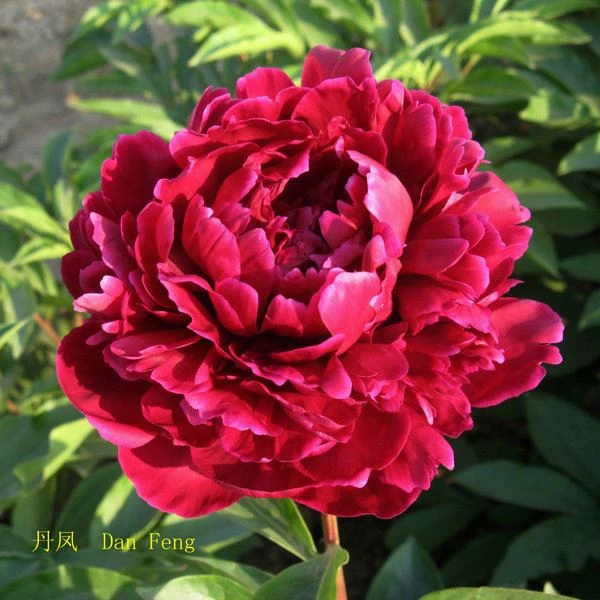 Herb Peony Seedlings