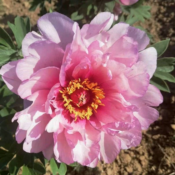 hybrid (2)