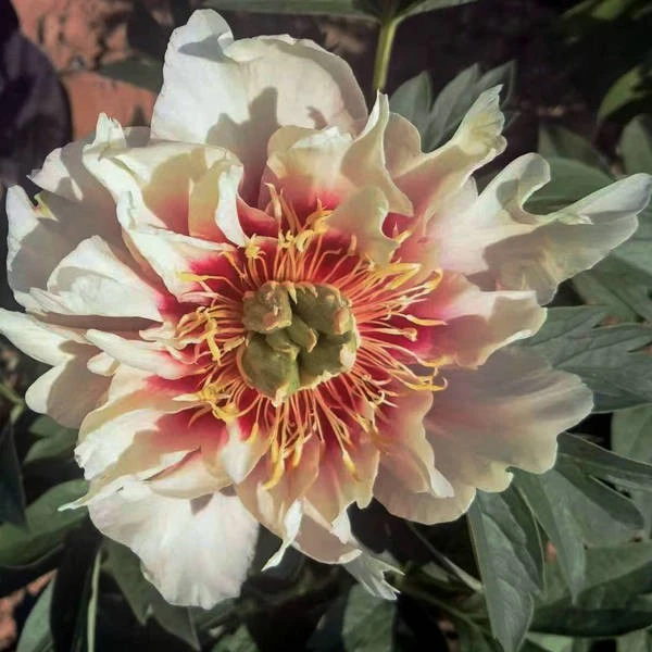 hybrid (3)
