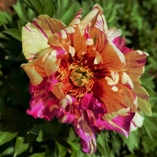 Ito Peony Seedlings