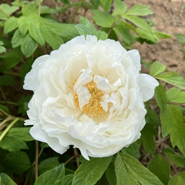 Japanese Peony Seedlings
