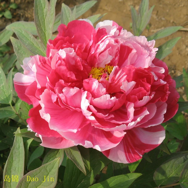 Multi-color Peony Seedlings