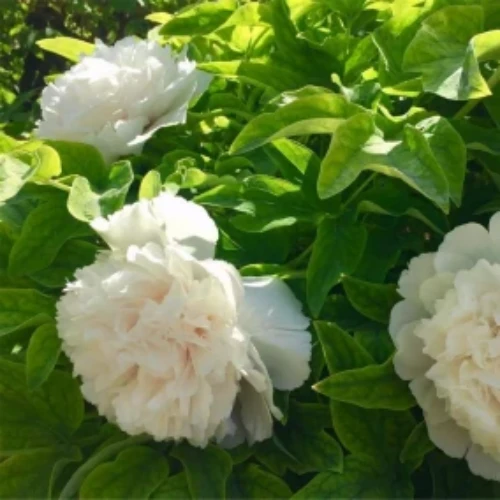 Paeonia Suffruticosa 'Bai Xue Ta' suppliers