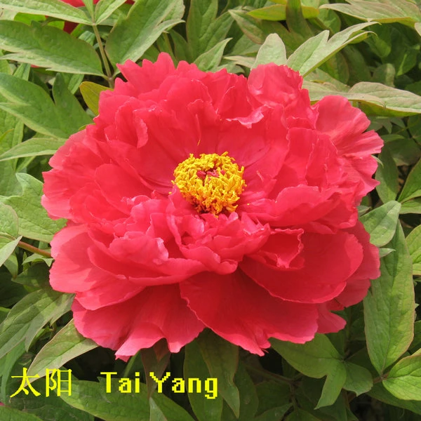 image001 image001