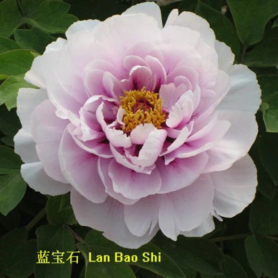 שתילי אדמונית כחולים